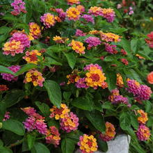 Load image into Gallery viewer, LANTANA
