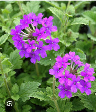 Load image into Gallery viewer, ANJ-VERBENA - 6 pack
