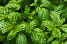 Load image into Gallery viewer, HERBS: BASIL 6 pack, choose from more in drop down menu

