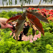 Load image into Gallery viewer, BEGONIA - Angel Wing
