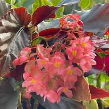 Load image into Gallery viewer, BEGONIA - Angel Wing
