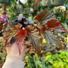 Load image into Gallery viewer, BEGONIA - Angel Wing
