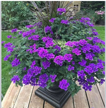 Load image into Gallery viewer, ANJ-VERBENA - 6 pack
