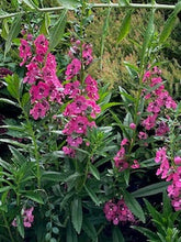 Load image into Gallery viewer, ANGELONIA
