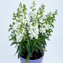 Load image into Gallery viewer, ANGELONIA
