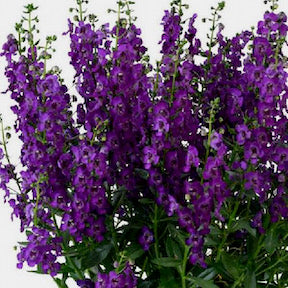 ANGELONIA