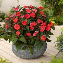 Load image into Gallery viewer, AN-SUNPATIENS - 4.25" Pot
