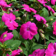 Load image into Gallery viewer, AN-SUNPATIENS - 4.25" Pot
