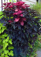 Load image into Gallery viewer, IPOMOEA - SWEET POTATO VINE
