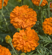 Load image into Gallery viewer, ANJ-MARIGOLDS - 6 pack
