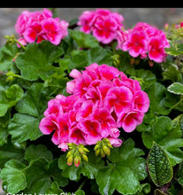 Load image into Gallery viewer, GERANIUMS
