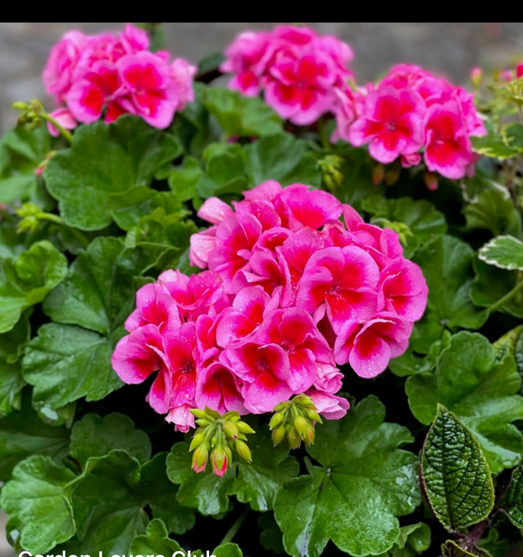 GERANIUMS
