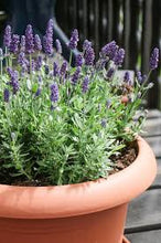 Load image into Gallery viewer, HRB-LAVENDER - 3.5" Pot
