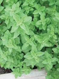 HERBS: BASIL 6 pack, choose from more in drop down menu