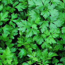 Load image into Gallery viewer, HERBS: BASIL 6 pack, choose from more in drop down menu
