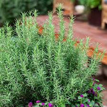 Load image into Gallery viewer, HRB-ROSEMARY - 3.5" Pot
