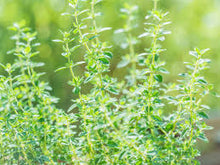 Load image into Gallery viewer, HERBS: BASIL 6 pack, choose from more in drop down menu
