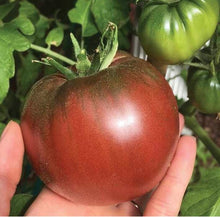 Load image into Gallery viewer, VEG-TOMATO PLANTS - 3.5" Pot

