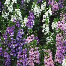 Load image into Gallery viewer, ANGELONIA
