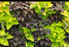 Load image into Gallery viewer, IPOMOEA - SWEET POTATO VINE
