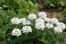 Load image into Gallery viewer, ANJ-VERBENA - 6 pack
