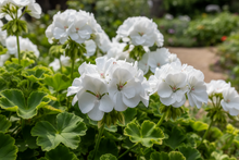 Load image into Gallery viewer, AN-GERANIUMS - 4.25" Pot
