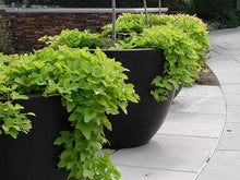Load image into Gallery viewer, IPOMOEA - SWEET POTATO VINE
