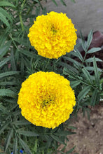 Load image into Gallery viewer, ANJ-MARIGOLDS - 6 pack

