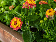 Load image into Gallery viewer, LANTANA
