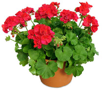 Load image into Gallery viewer, GERANIUMS
