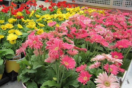 GERBERA DAISY