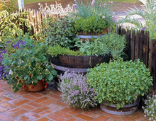 Load image into Gallery viewer, HERBS: BASIL 6 pack, choose from more in drop down menu
