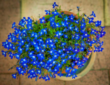 Load image into Gallery viewer, AN-LOBELIA - 6 pack
