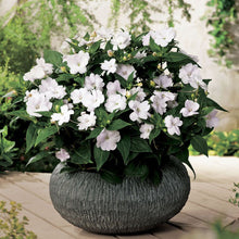 Load image into Gallery viewer, AN-SUNPATIENS - 4.25" Pot
